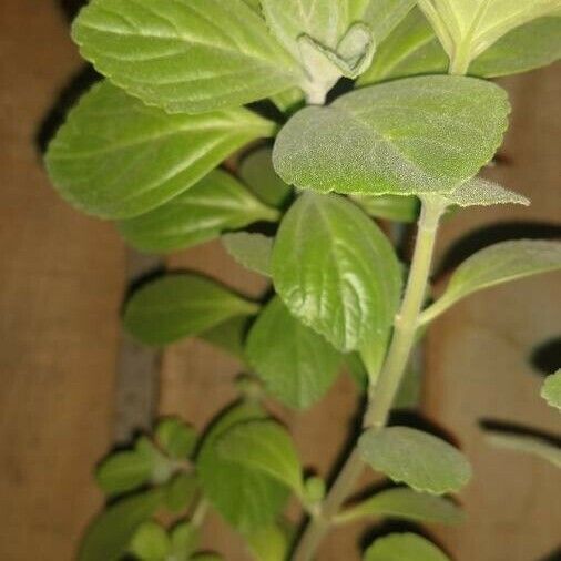 Plectranthus amboinicus Φύλλο