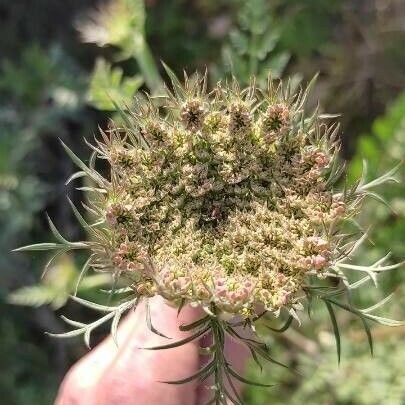 Daucus carota Virág