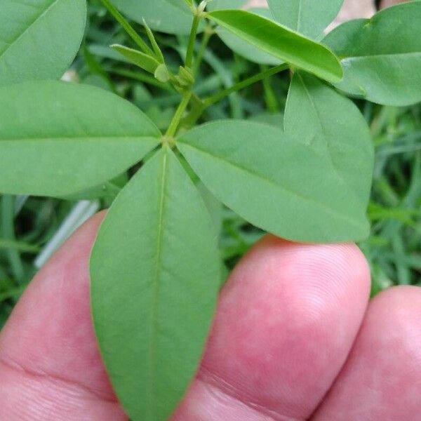 Crotalaria micans Hoja