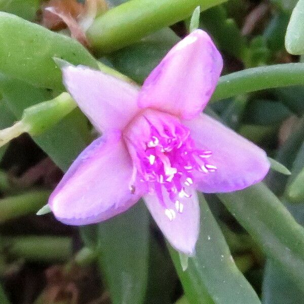 Sesuvium portulacastrum Flower