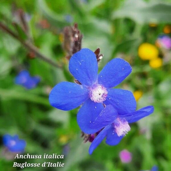 Anchusa italica Kwiat