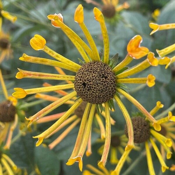 Rudbeckia subtomentosa Цвят