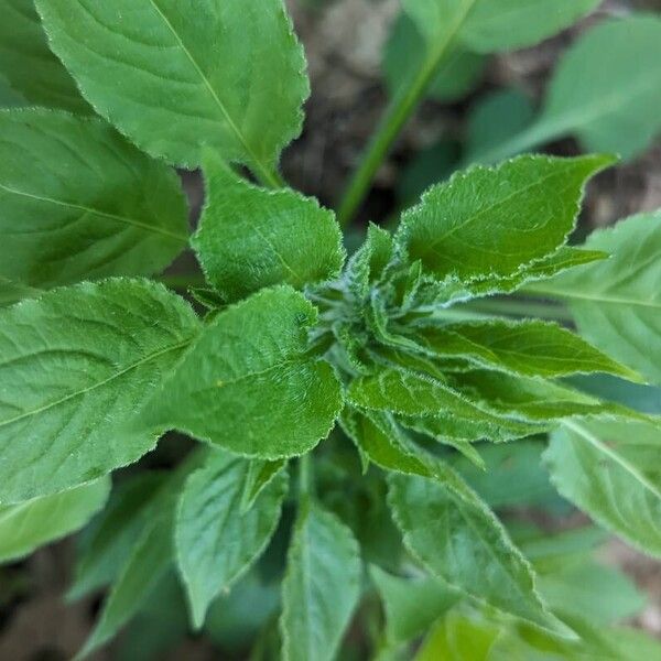 Campanulastrum americanum Lapas