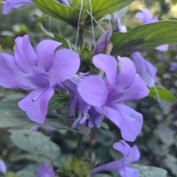 Barleria cristata ফুল