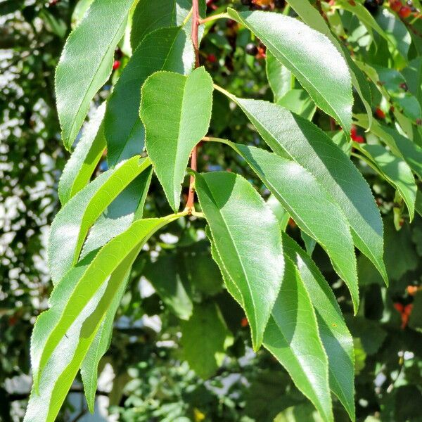 Prunus serotina Leaf