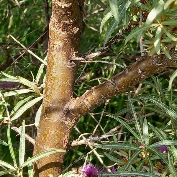 Hippophae rhamnoides Kora