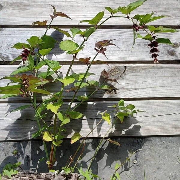 Leycesteria formosa Habitus