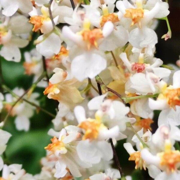 Oncidium baueri Flor