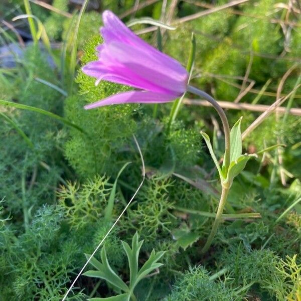 Anemone hortensis ফুল