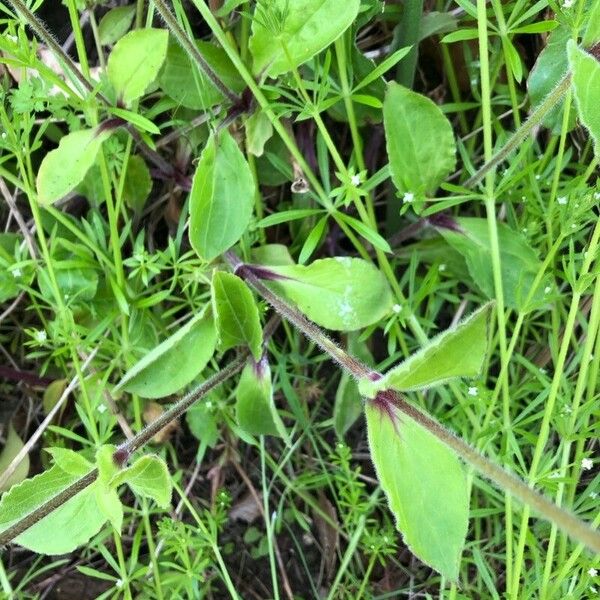 Silene dioica Levél