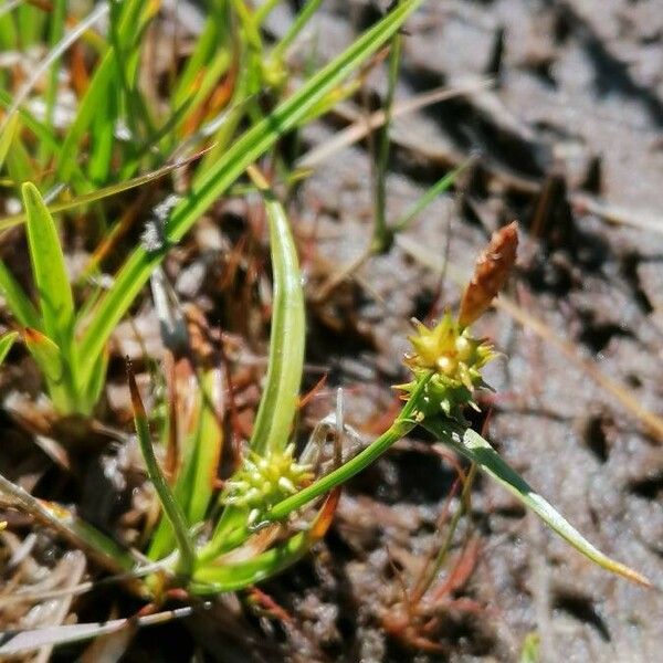 Carex oederi عادت