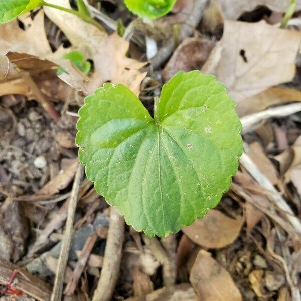 Viola pubescens Leaf