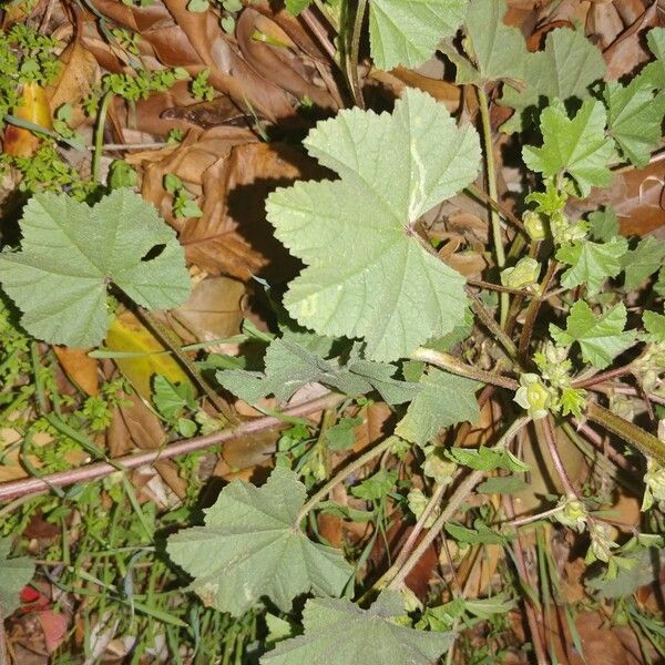 Malva parviflora Fuelha