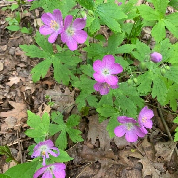 Geranium maculatum Flower