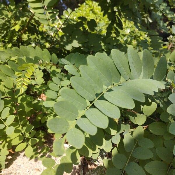 Robinia viscosa Ліст