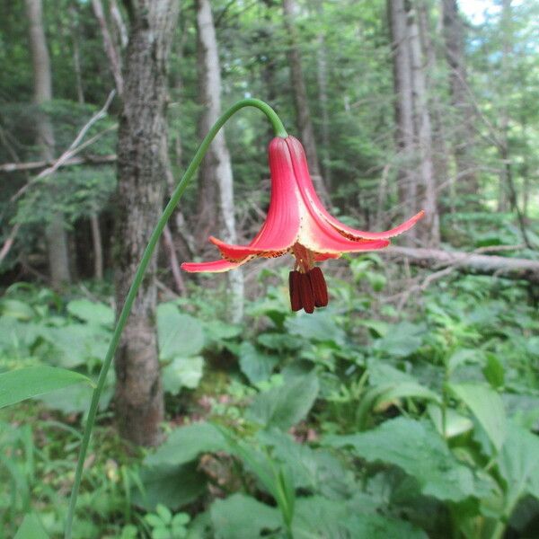 Lilium canadense Flower