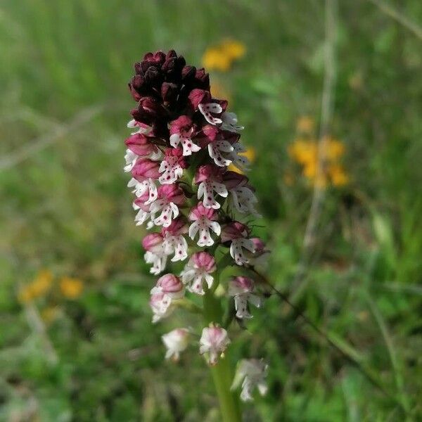 Neotinea ustulata Blüte