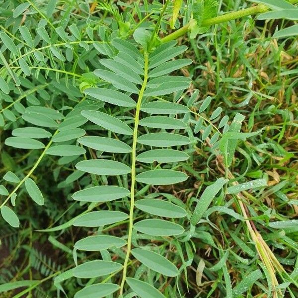 Astragalus atropilosulus Ліст
