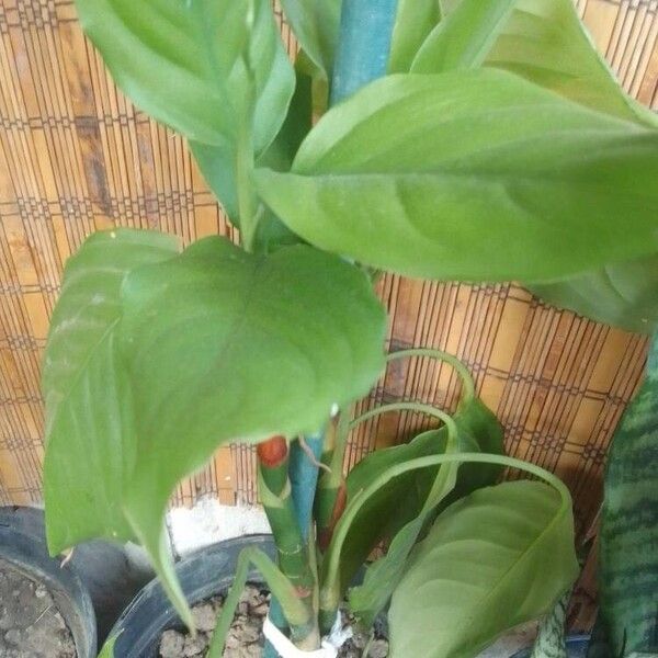 Aglaonema modestum Flor