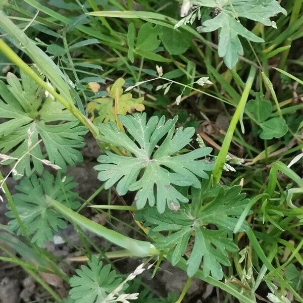 Geranium carolinianum Folha