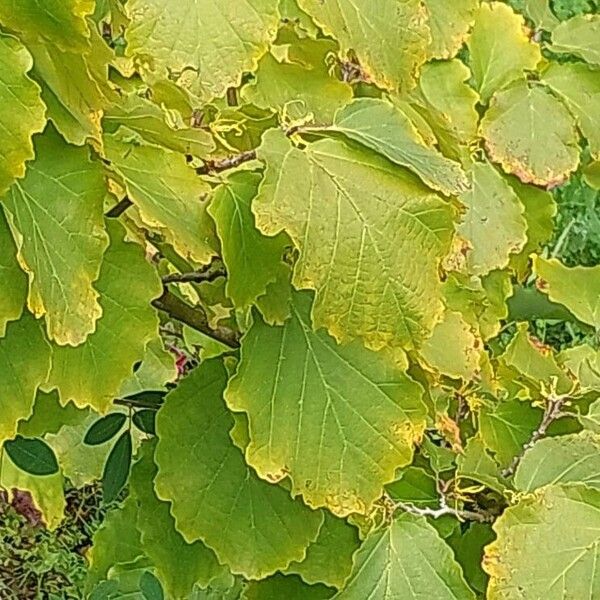 Hamamelis virginiana Blad