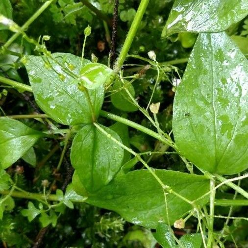 Claytonia sibirica Yaprak