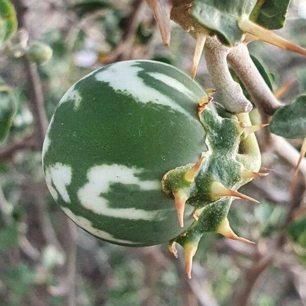 Solanum arundo Fruto