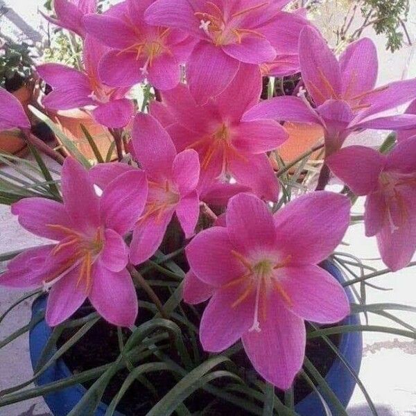 Zephyranthes rosea Квітка