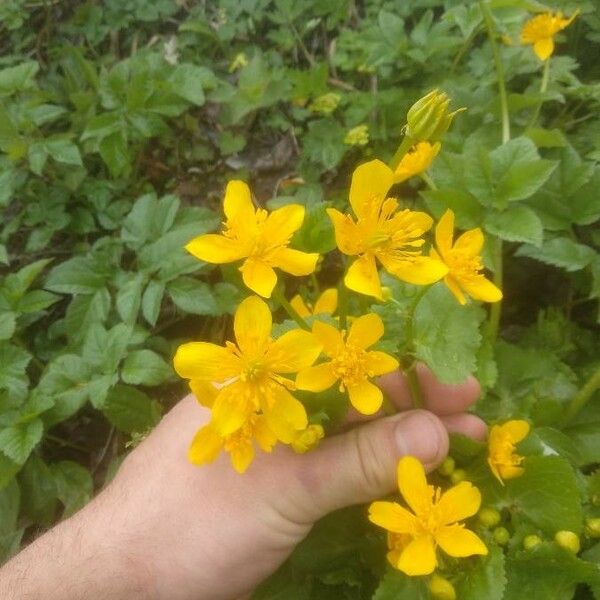 Caltha palustris Кветка