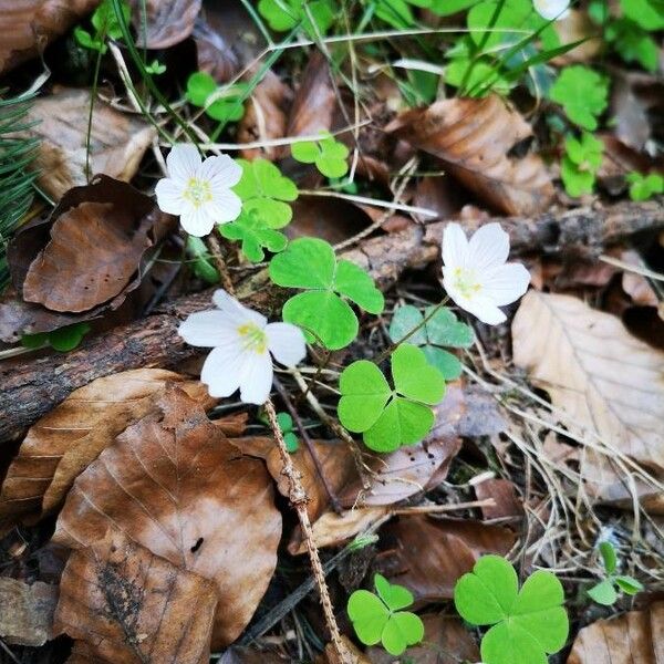 Oxalis acetosella Flower