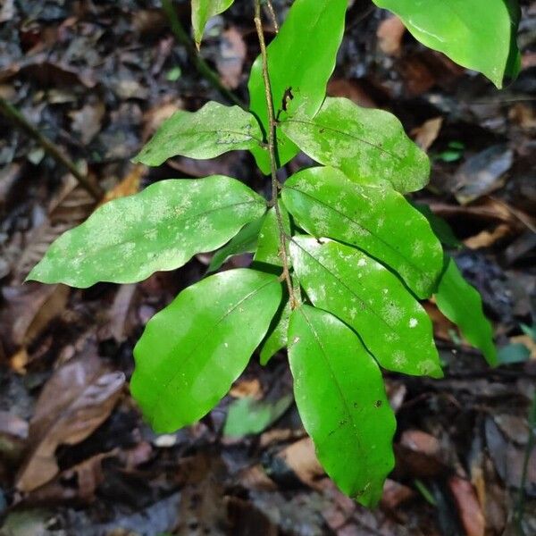 Oxandra venezuelana Leht