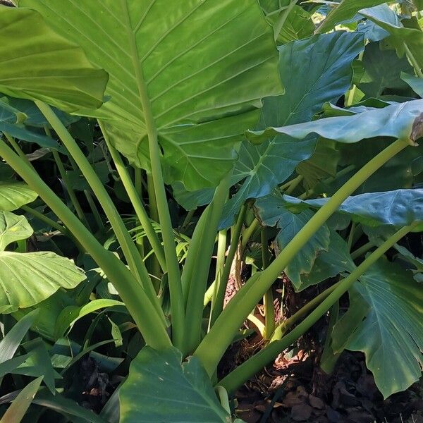 Alocasia odora Celota