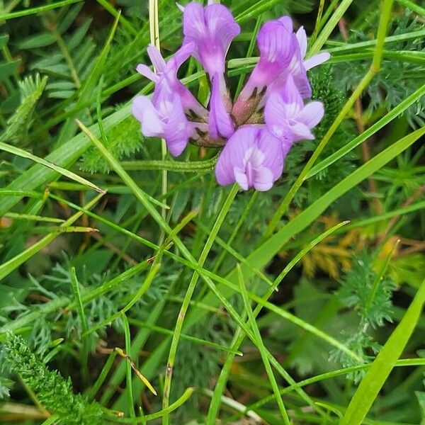 Astragalus danicus Bloem