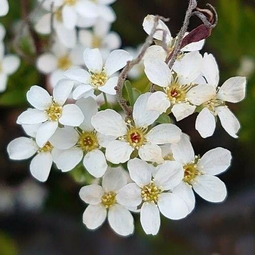 Spiraea thunbergii ফুল