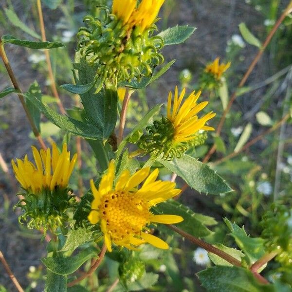 Grindelia squarrosa Flower