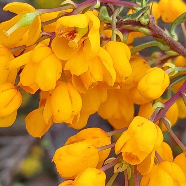 Berberis darwinii 花