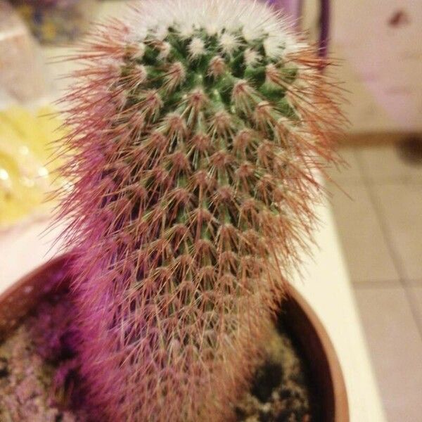 Mammillaria spinosissima Flower