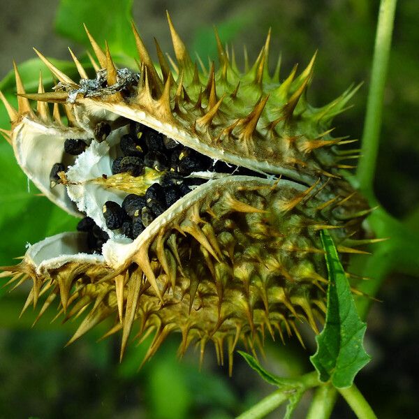 Datura stramonium ഫലം