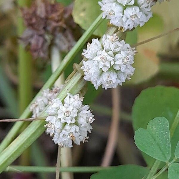 Cuscuta approximata Flor