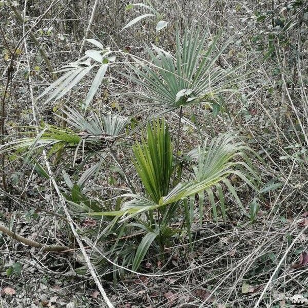 Sabal minor Leaf