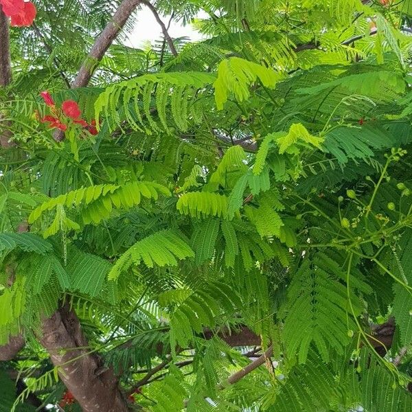 Delonix regia Blatt