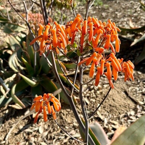 Aloe striata Flor