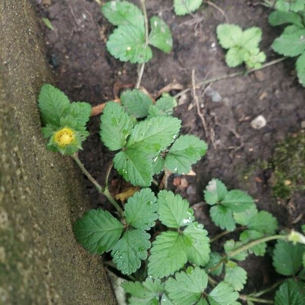 Potentilla indica Fruit