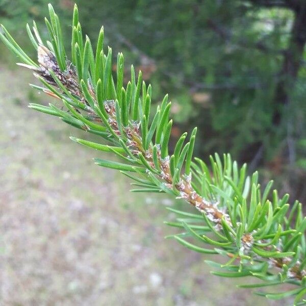 Pinus banksiana Leht