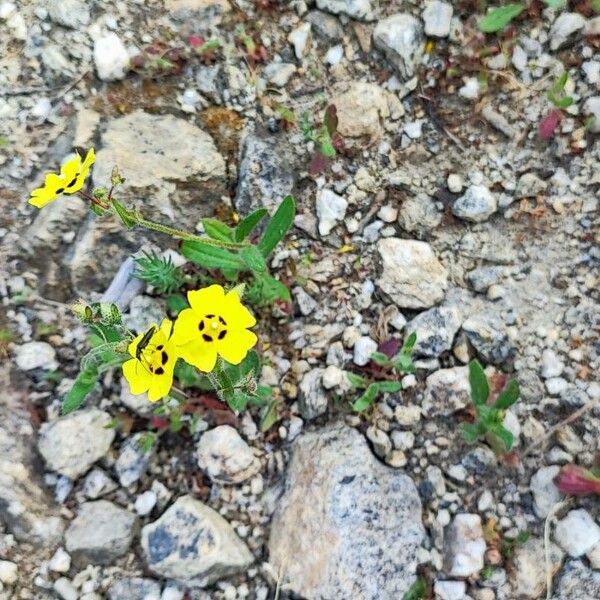 Tuberaria guttata Blüte