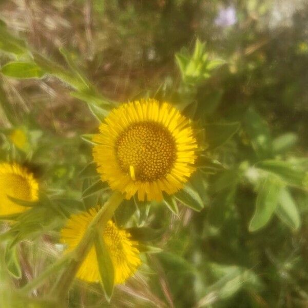 Pallenis spinosa Квітка