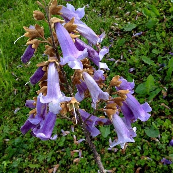 Paulownia tomentosa Blomst