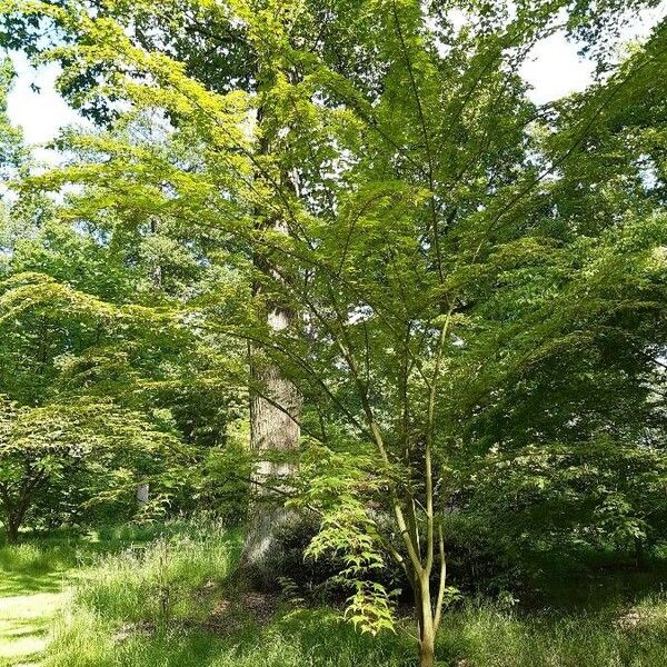 Acer micranthum Habitat