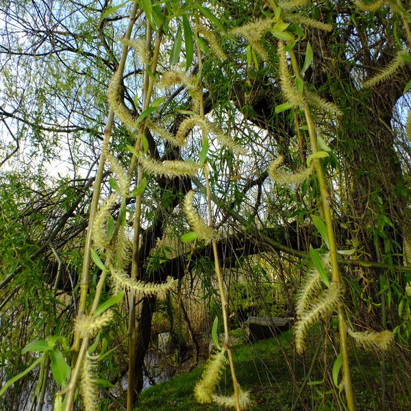 Salix alba Λουλούδι