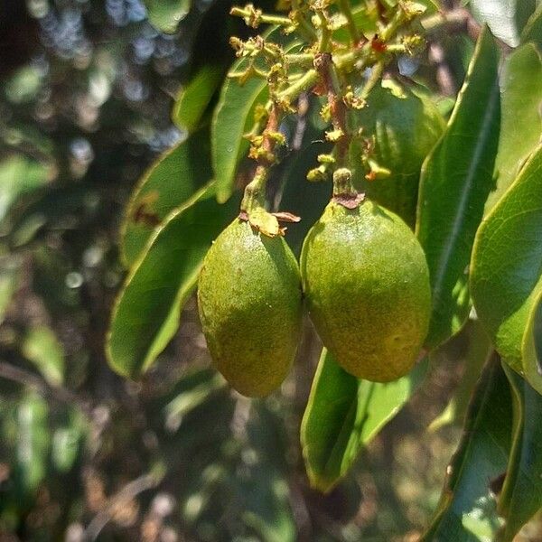 Diospyros mespiliformis Fruit